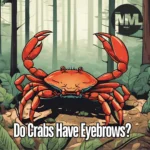 Do Crabs Have Eyebrows?