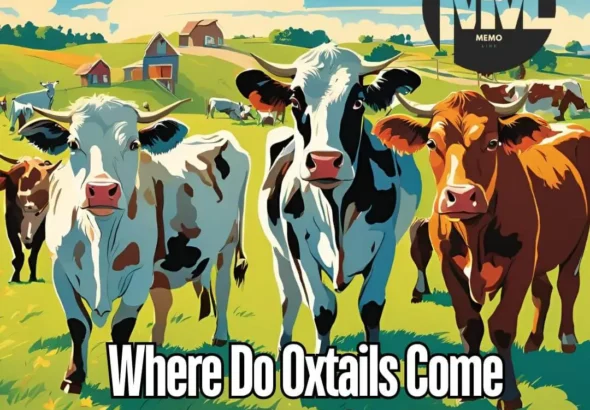 Where Do Oxtails Come From?